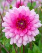 Dahlia Rosella3